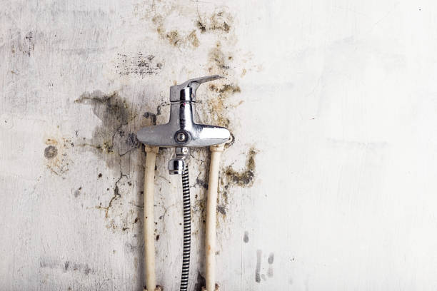 Reliable Mount Penn, PA Mold Removal Solutions