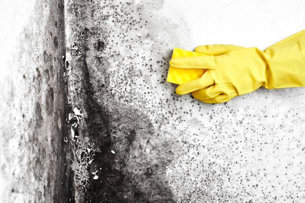 Mold Testing and Removal in Mount Penn, PA