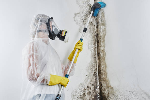 Best Mold Testing  in Mount Penn, PA