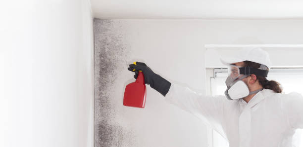 Best Home Mold Removal  in Mount Penn, PA