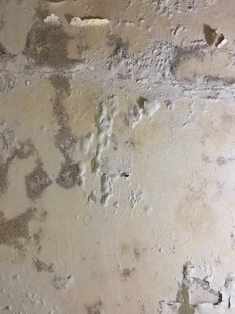 Best Commercial Mold Removal  in Mount Penn, PA