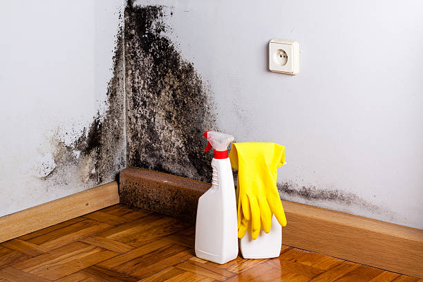 Best Mold Remediation Services  in Mount Penn, PA