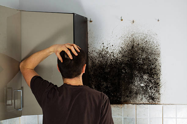 Best Local Mold Removal Service  in Mount Penn, PA