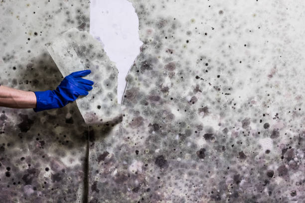Best Office Mold Removal Services  in Mount Penn, PA