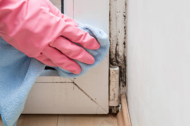 Certified Mold Removal in Mount Penn, PA