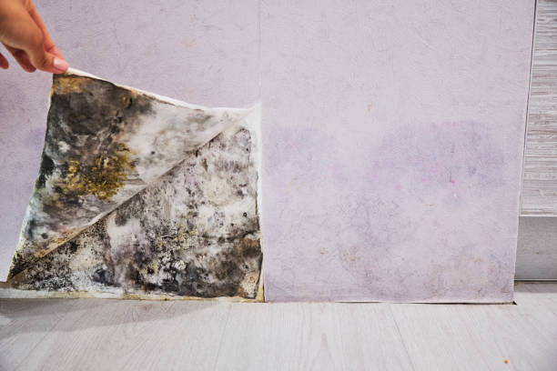 Water Damage Restoration in Mount Penn, PA